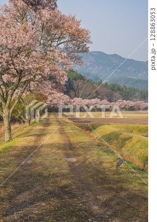 設楽町の清水のコヒガンザクラの風景(愛知県) 設楽町の清水のコヒガンザクラの風景(愛知県) 128863053