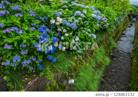 水路脇に咲くアジサイ　開成町の紫陽花 128863132