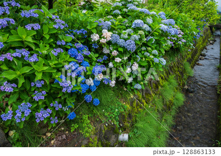 水路脇に咲くアジサイ　開成町の紫陽花 128863133