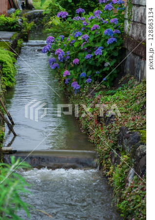 水路脇に咲くアジサイ 開成町の紫陽花 水路脇に咲くアジサイ 開成町の紫陽花 128863134