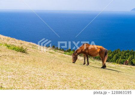 《宮崎県》馬のいる都井岬 128863195