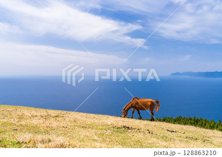 《宮崎県》馬のいる都井岬 《宮崎県》馬のいる都井岬 128863210