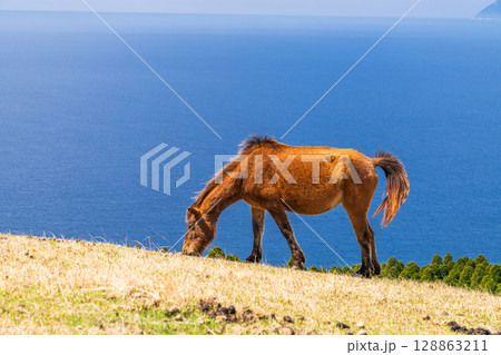 《宮崎県》馬のいる都井岬 128863211
