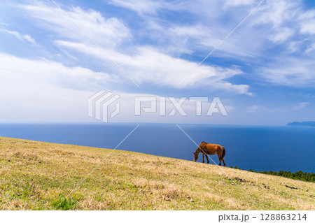 《宮崎県》馬のいる都井岬 128863214