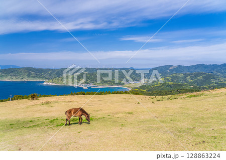 《宮崎県》馬のいる都井岬 128863224