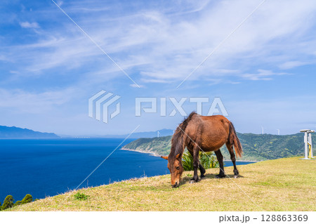 《宮崎県》馬のいる都井岬 128863369