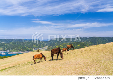 《宮崎県》馬のいる都井岬 128863389