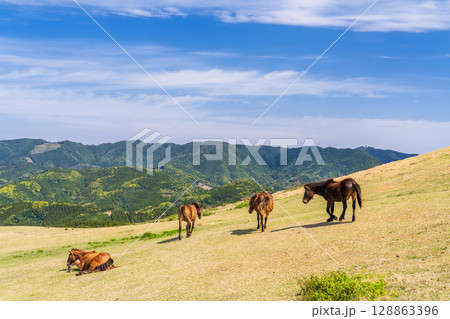 《宮崎県》馬のいる都井岬 128863396