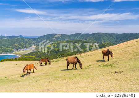 《宮崎県》馬のいる都井岬 128863401