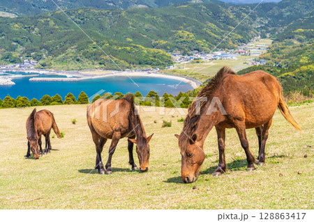 《宮崎県》馬のいる都井岬 《宮崎県》馬のいる都井岬 128863417