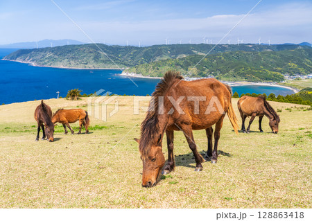 《宮崎県》馬のいる都井岬 128863418