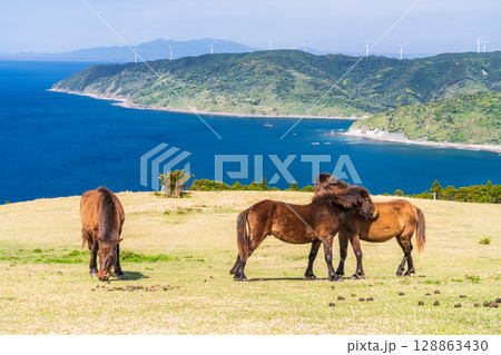《宮崎県》馬のいる都井岬 128863430