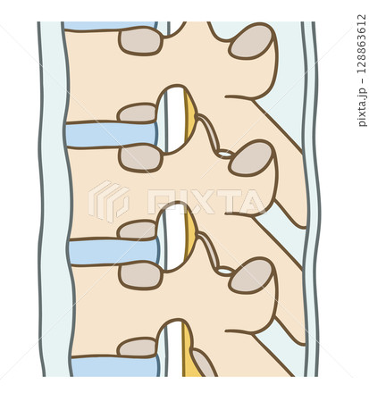 脊椎を支える靭帯 128863612