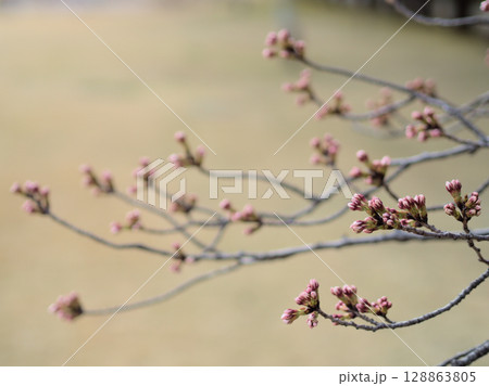 3月に膨らんできた可愛らしい「染井吉野（ソメイヨシノ）」の蕾 128863805