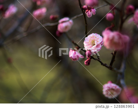 3月に美しく咲いたピンク色の梅の花「新平家（シンヘイケ）」 128863901