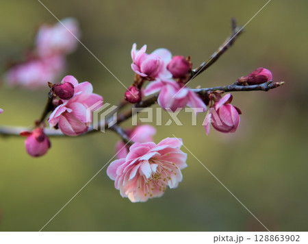 3月に美しく咲いたピンク色の梅の花「新平家（シンヘイケ）」 128863902