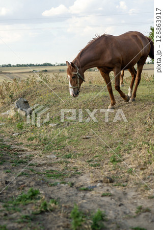 A dark brown horse grazes in the steppe and eats grass. 128863917