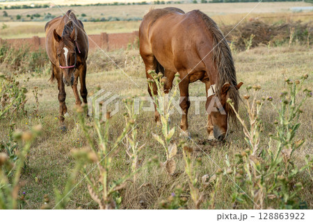 A dark brown horse grazes in the steppe and eats grass. 128863922
