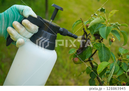 Spraying pear trees against fruit rust and pathogens against the backdrop of sunset. 128863945