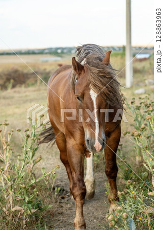 A dark brown horse grazes in the steppe and eats grass. A dark brown horse grazes in the steppe and eats grass. 128863963