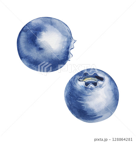 Watercolor blueberries, hand-drawn. The botanical illustration is isolated on a white background. Clipart. 128864281