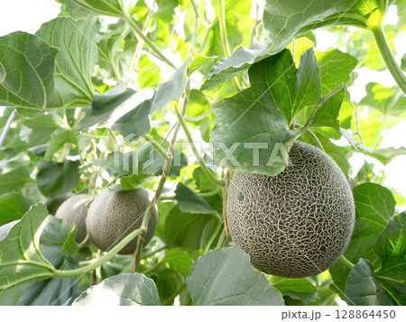 メロンのハウス栽培　タカミメロン 128864450