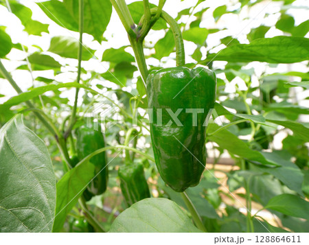 ビーマンのハウス栽培 ビーマンのハウス栽培 128864611