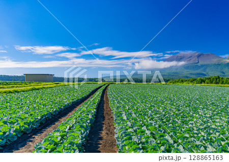 (群馬県)快晴下の嬬恋村キャベツ畑(後方に浅間山) (群馬県)快晴下の嬬恋村キャベツ畑(後方に浅間山) 128865163
