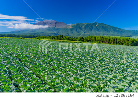 （群馬県）快晴下の嬬恋村キャベツ畑（後方に浅間山） 128865164