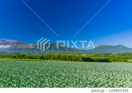 （群馬県）快晴下の嬬恋村キャベツ畑（後方に浅間山） 128865165