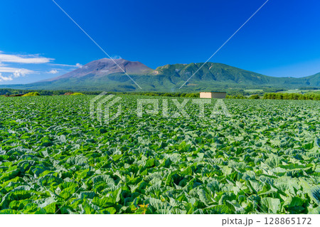 （群馬県）快晴下の嬬恋村キャベツ畑（後方に浅間山） 128865172