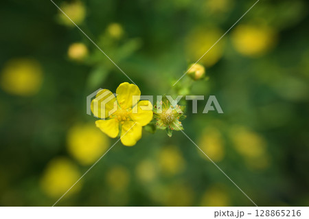 「小悪魔のような魅力」の花言葉を持つヘビイチゴ。名前のわりに無毒らしい。春から初夏へ。 128865216