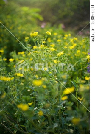 「小悪魔のような魅力」の花言葉を持つヘビイチゴ。名前のわりに無毒らしい。春から初夏へ。 「小悪魔のような魅力」の花言葉を持つヘビイチゴ。名前のわりに無毒らしい。春から初夏へ。 128865311