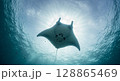 太陽を背に泳ぐマンタ 128865469
