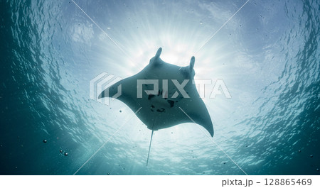 太陽を背に泳ぐマンタ 太陽を背に泳ぐマンタ 128865469