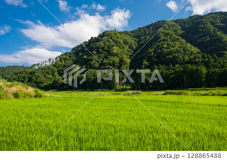 伊東市内の原風景　夏の田園風景 128865488