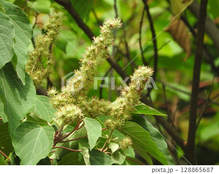 アカメガシワの若い実 128865687