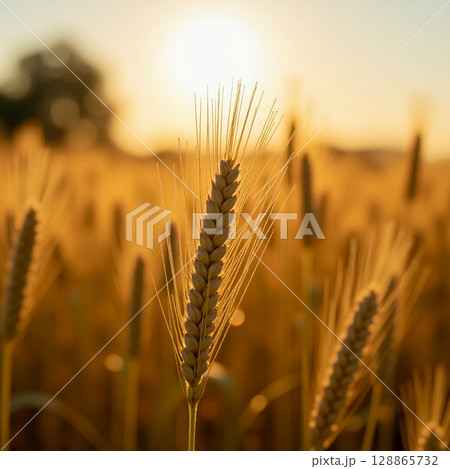 A field of golden wheat glistens in the evening light, with stalks bending in the soft breeze. The sun sets in the background, casting a warm glow over the tranquil landscape Generative AI 128865732