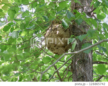 スズメバチの巣 森 茂み スズメバチの巣 森 茂み 128865742