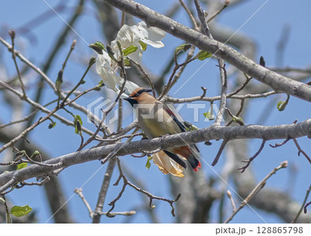 ヒレンジャク 128865798