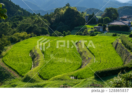 荒原の棚田　三段ならぶ棚田　原風景 128865837