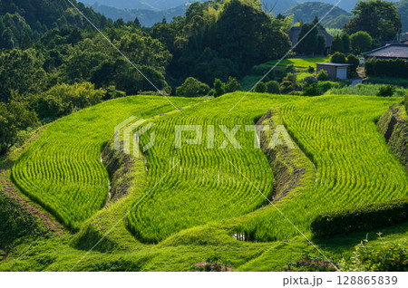 荒原の棚田　三段ならぶ棚田　原風景 128865839