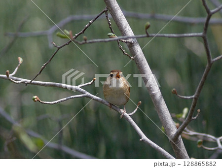 ヤブサメ 128865882