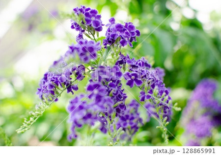 デュランタの花 128865991