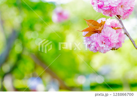 八重桜 八重桜 128866700