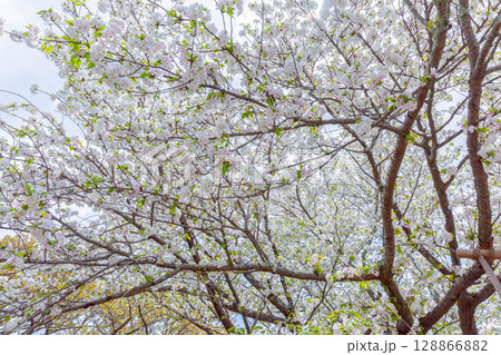 八重桜 128866882