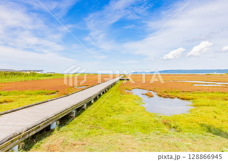 能取湖サンゴソウ群落地 128866945