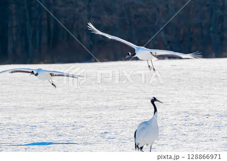 タンチョウの飛翔 タンチョウの飛翔 128866971