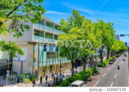 東京 渋谷区 表参道の新緑 東京 渋谷区 表参道の新緑 128867138