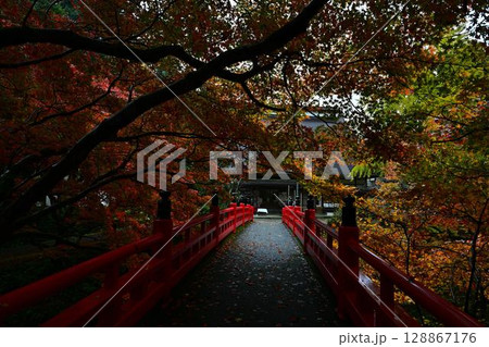 養父神社の紅葉 養父神社の紅葉 128867176